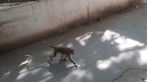 Monkey Climber Pornhub Gay