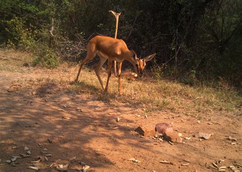 BIODIVERSITY – Amrabad Tiger Reserve
