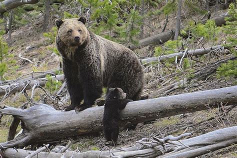 Nicholas Goldberg Why Make The Grizzly Bear Californias State Animal