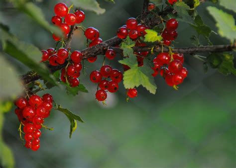 grow organic currant plants nurturing natures gems