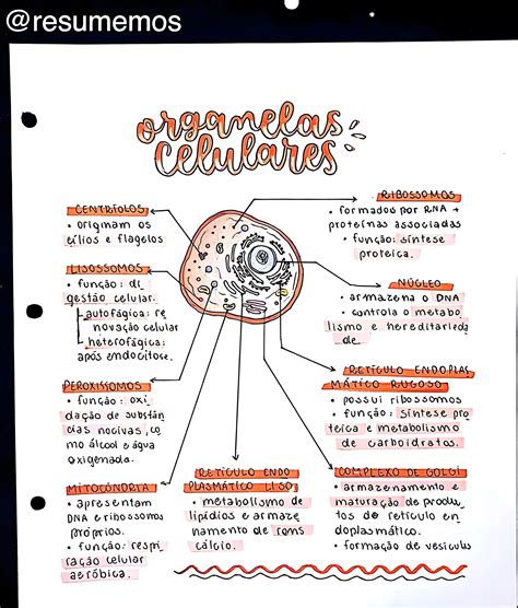 Organelas Celulares Citoplasm Ticas Mapa Mental Celulas E Suas