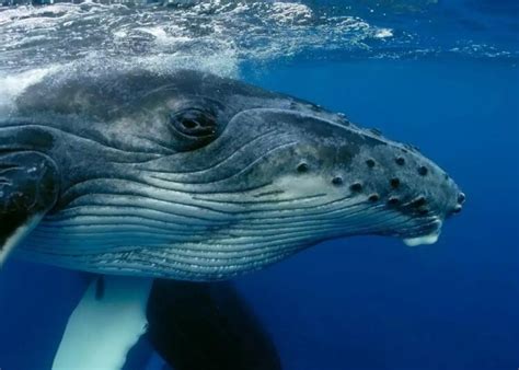 Experience the Magnificent Whale Migration - Panorama News