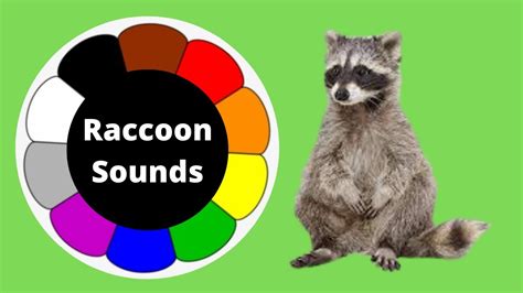 Raccoon Sounds Raccoon Sounds At Night Raccoon Barking Sounds