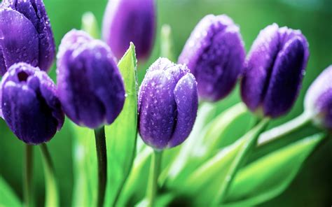 natures elegance hd purple tulip serenity wallpaper