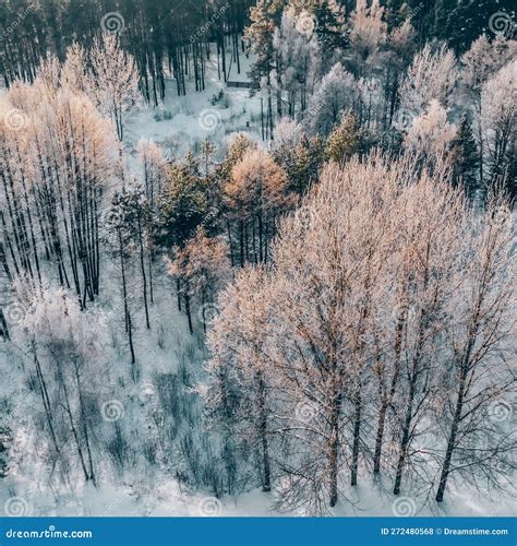 Aerial View Of Winter Forest Snowy Naked Trees Beautiful Nature Stock Photo Image Of Forest