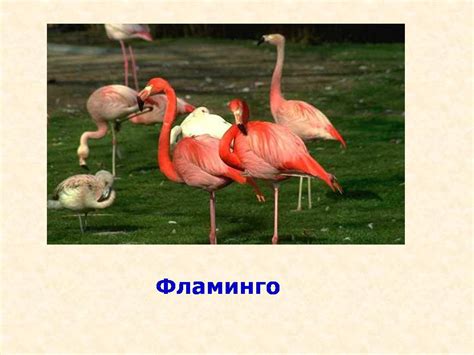 Животные Красной книги - Презентации по биологии