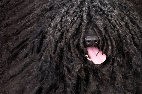 No Thats Not A Mop Its A Puli The New York Times