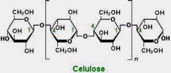 Celulose Função - Celulose: Veja O Que É, Para Que Serve E Os Tipos – CEVFQ