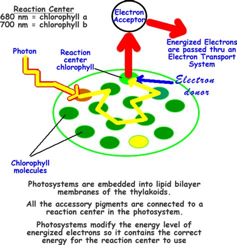 Photosystem 1 And 2 Animation