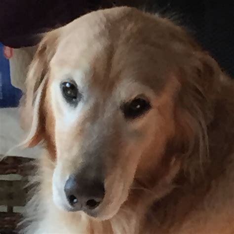 Dana - As Good As Gold - Golden Retriever Rescue of Illinois