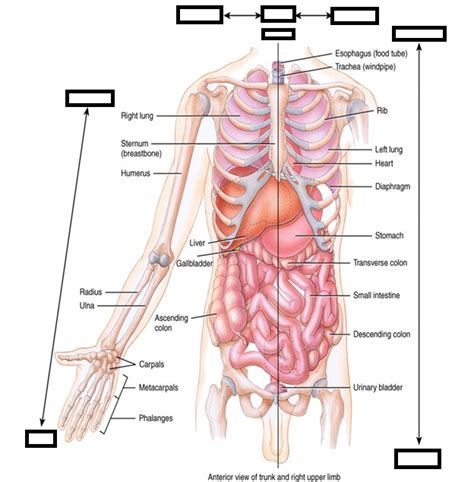 A P Body Directions Lab Exam 1 Diagram Quizlet