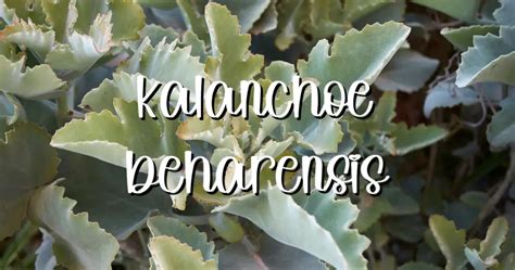 Unleash The Wild Beauty Of Kalanchoe Beharensis Felt Plant