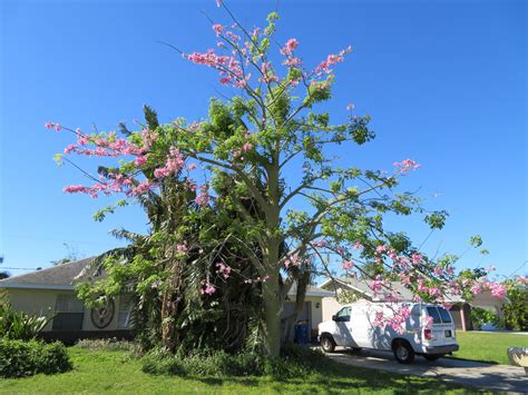 Silk Floss Tree Onepronic