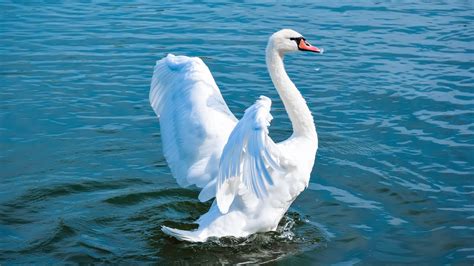 Beautiful Swan Flying