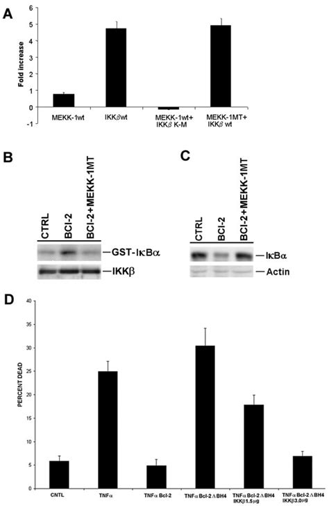 MEKK 1 Activates NF B Upstream Of IKK A Ventricular Myocytes Were