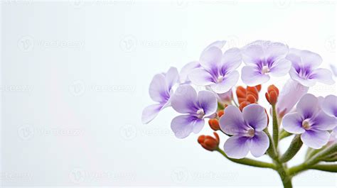 Photo of beautiful Rockcress flower isolated on white background