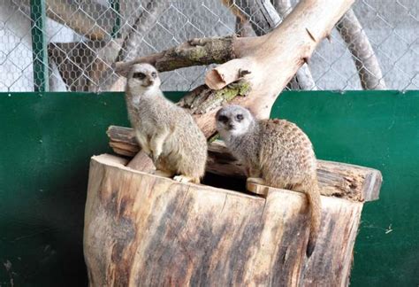 Životinje Zoo Vrt Vrnjci