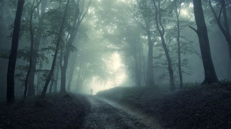 dark forest hd wallpaper