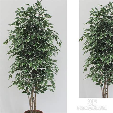 3f Piante Artificiali V Ficus Benjamin Medium X 42 Altezza Cm 100