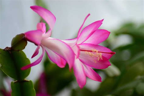 Christmas Cactus Care: A Comprehensive Guide – Properly Rooted