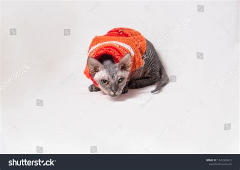 Naked Gray Sphinx Cat Orange Clothes Stock Photo 1245503653 Shutterstock