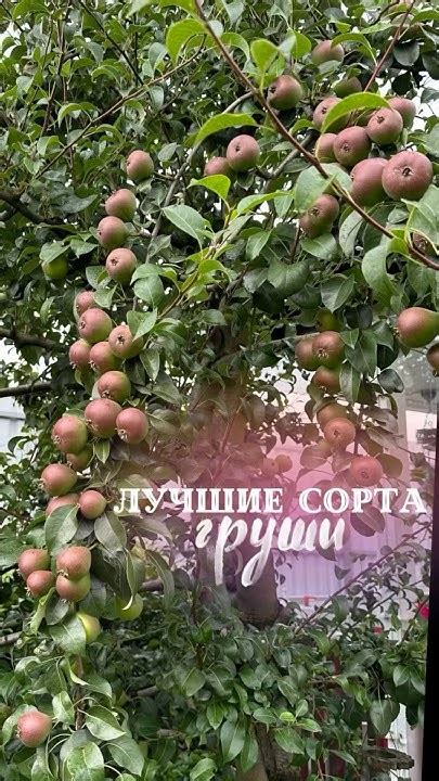 Лучшие сорта груши для Подмосковья. Характеристики. Груша памяти ...