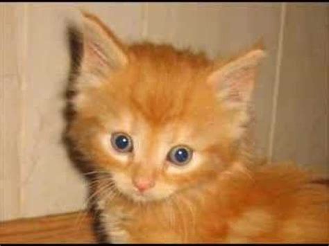 What S New Pussy Cat YouTube