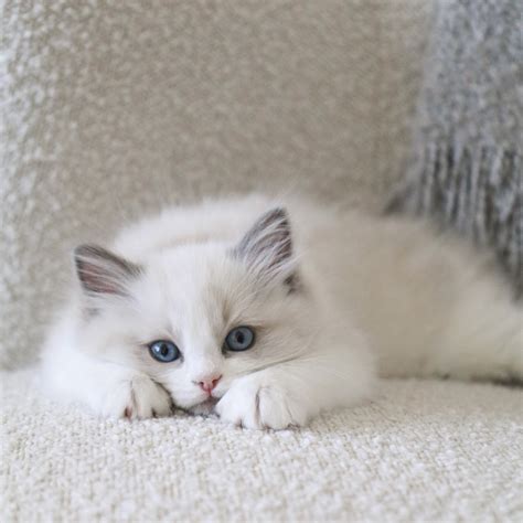 The Ragdoll: The Ultimate Lap Cat Companion — Ragdoll Kittens For Sale
