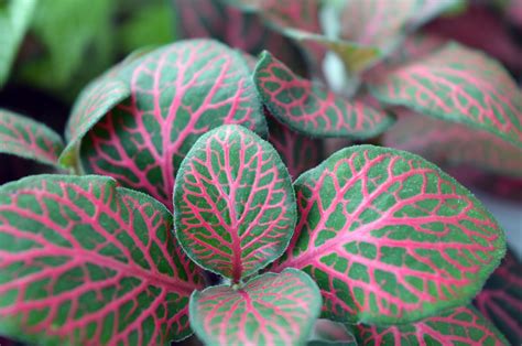 Free Images : leaf, foliage, food, produce, botany, flora, house plant ...