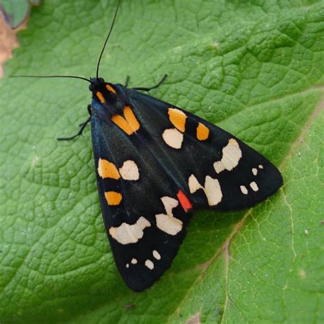 Scarlet Tiger Moth Facts Diet Habitat And Pictures On Animaliabio