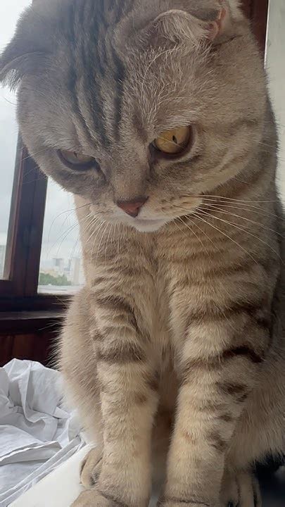 У кого-то усики, а у кого-то усищи! #красавец #котэ #котофей #кот #cat ...