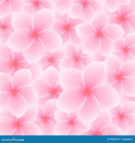 plumeria flower 2