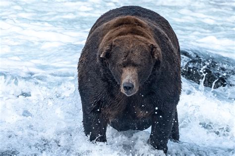 This Chonky Bear Was Just Named Winner of 'Fat Bear Week'