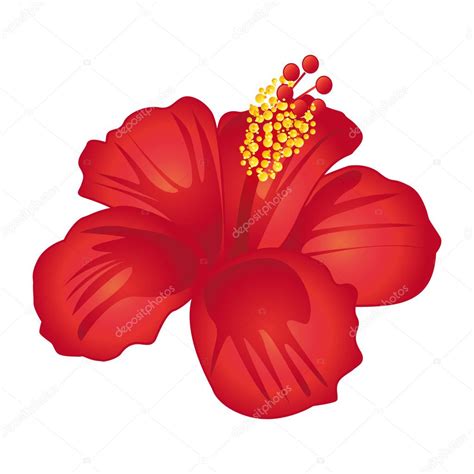 Hibiscus Vector Ph