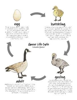 Canada Goose mini study: goose life cycle diagrams and coloring page