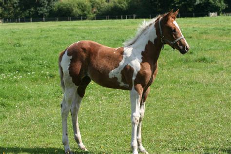 Paint horse foal stock by TigressStocks on DeviantArt