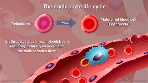 Slide Show Understanding Erythropoiesis