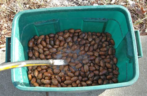 Northern Pecans: Preparing pecan seeds for planting next Spring