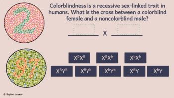 Sex Linked Genetics Drag And Drop Google Slides By Hey Now Science