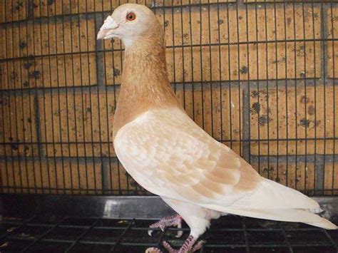 Pin by Duthilleul Camille on Pigeons | Pigeon pictures, Pigeon breeds ...