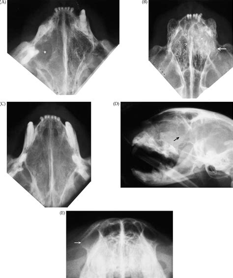 Figure 1 From Radiographic Signs In Cats With Nasal Disease Semantic