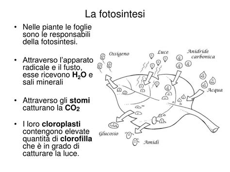 PPT Fotosintesi Fonte Di E Per Tutte Le Forme Di Vita Sulla Terra