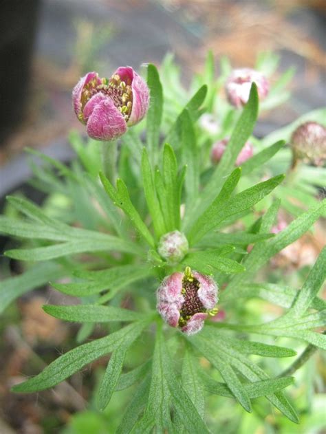 Anemone Multifida Rubra