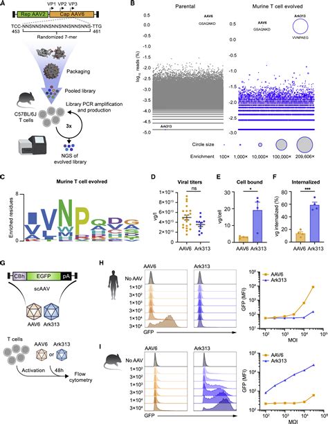 An Evolved AAV Variant Enables Efficient Genetic Engineering Of Murine