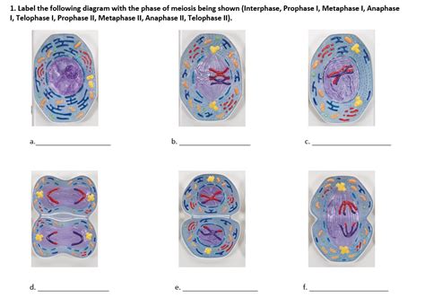 Solved 1. Label the following diagram with the phase of | Chegg.com