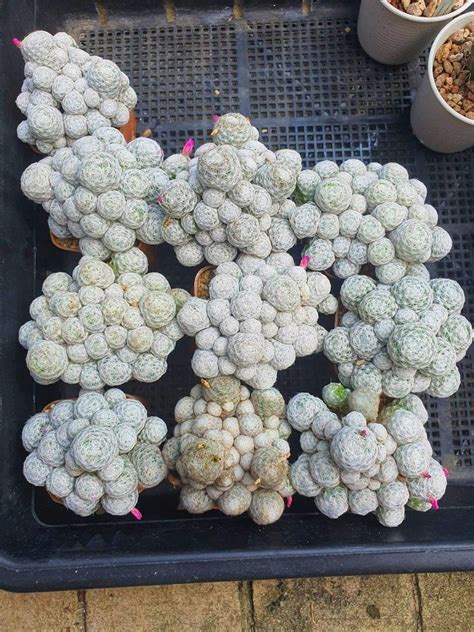 Mammillaria Fest Furniture Home Living Gardening Plants Seeds