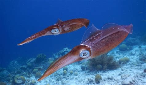 7 Tipos De Calamares Y Sus Características Esenciadelmar