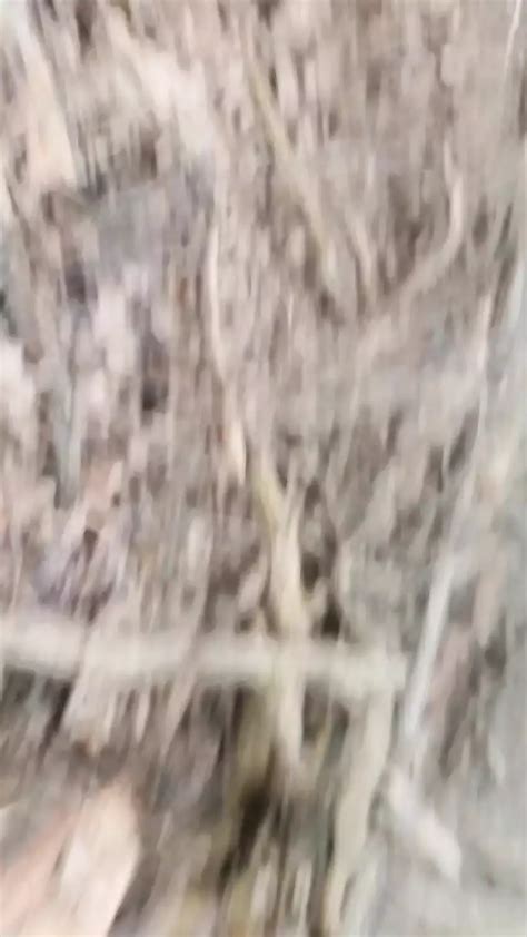 Fun In The Forest Gay Man Porn Feat Max I Mal XHamster