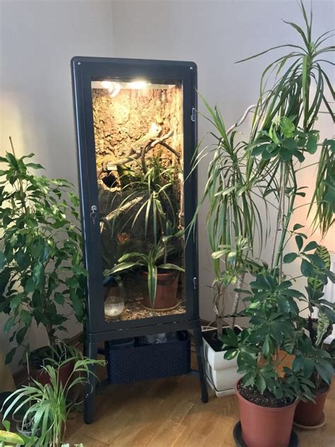 Veiled Chameleon Cage Ideas That You Can Do - All Pet Care