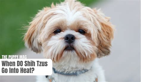 When Do Shih Tzus Go Into Heat All You Need To Know The Puppy Mag